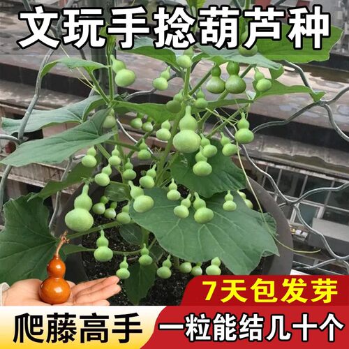 葫芦籽种文玩手捻葫芦籽