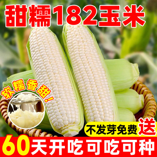 甜糯182号白糯玉米种子春秋种