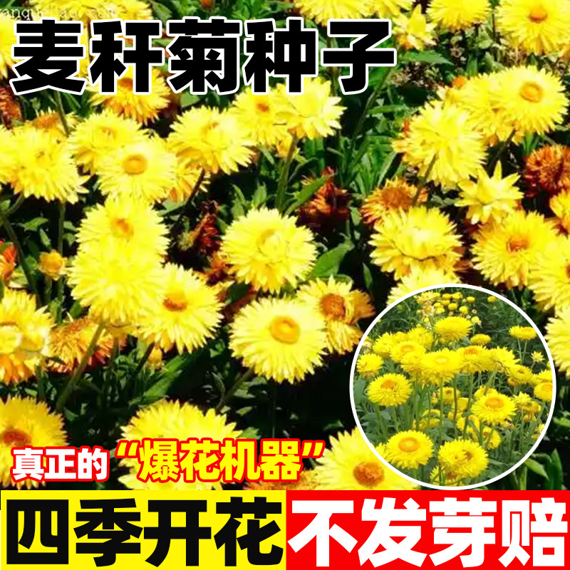 麦秆菊种子景观绿化盆栽阳台园艺切花观花卉孑混色腊菊干花菊花籽