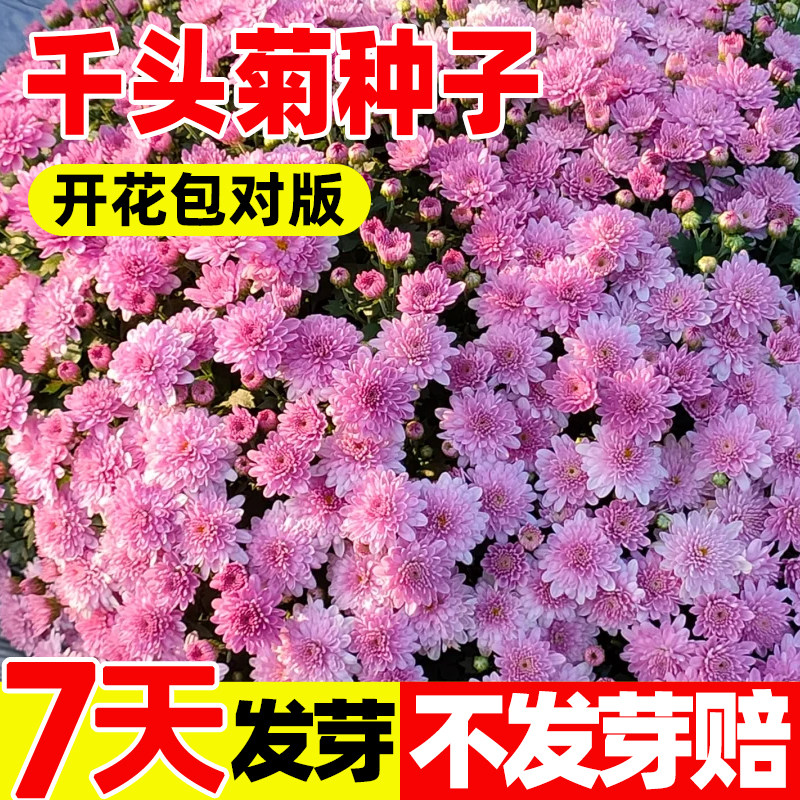 千头菊花种籽糖果菊菊花种子四季开花阳台盆栽庭院易活花卉种子孑