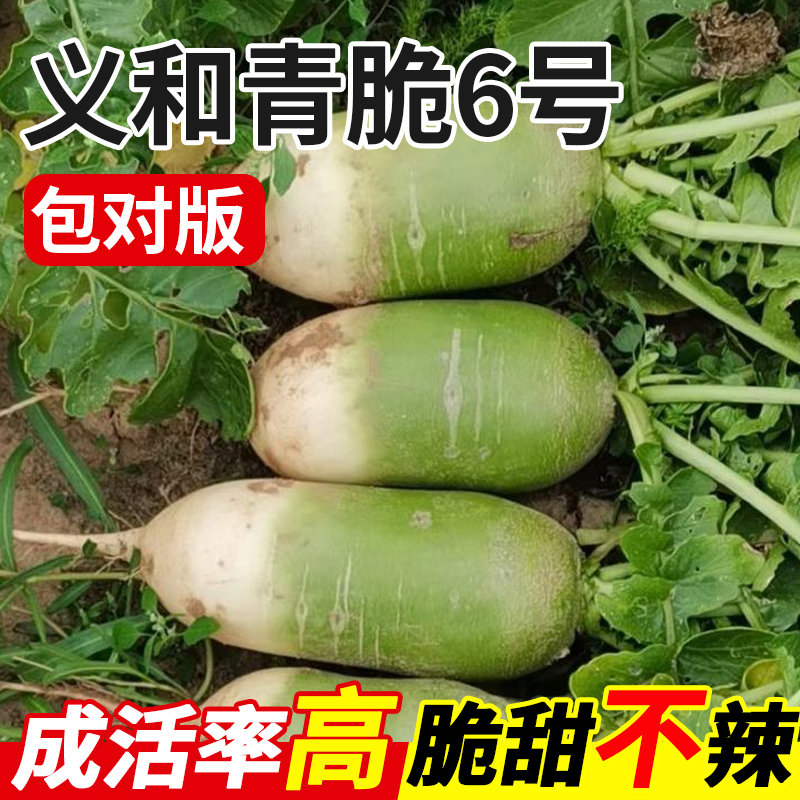 义和青脆6号萝卜种子秋冬种阳台