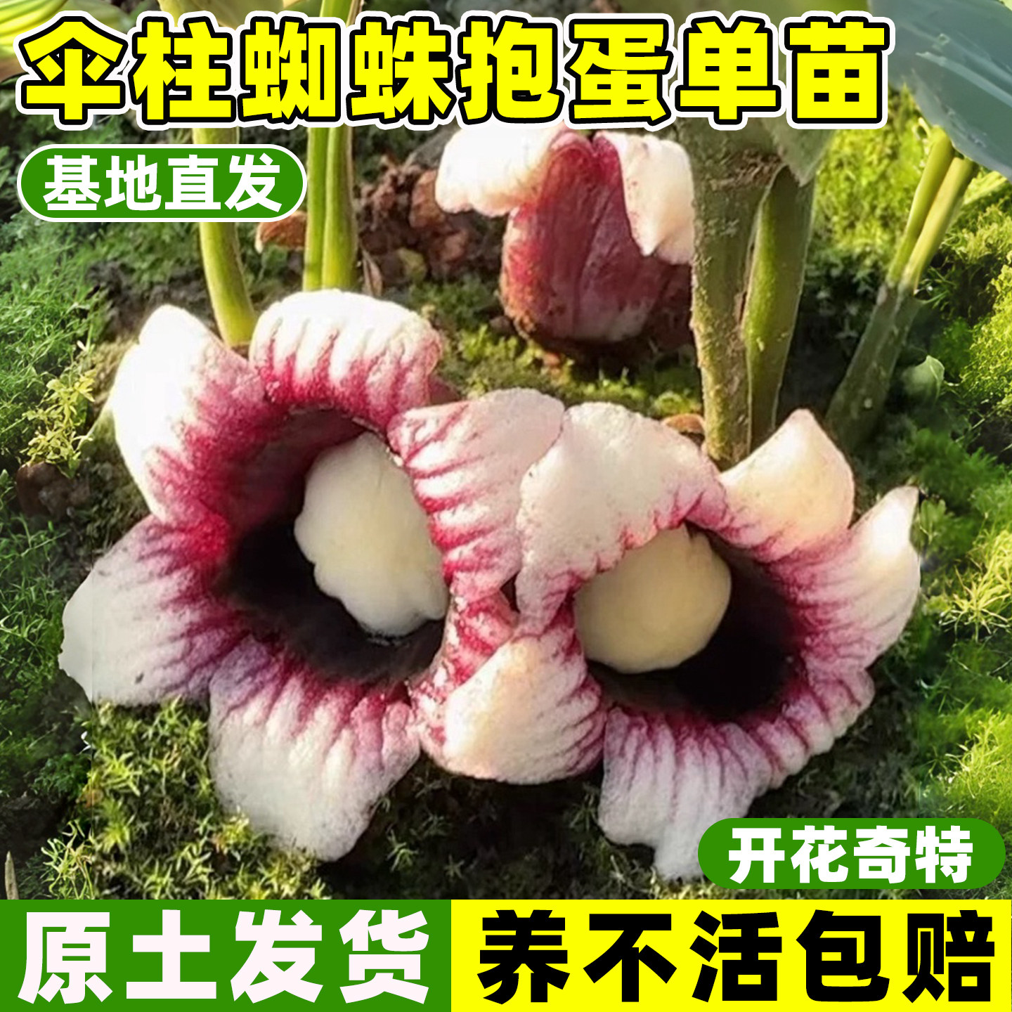 伞柱蜘蛛抱蛋苗四季种植耐寒好养图片