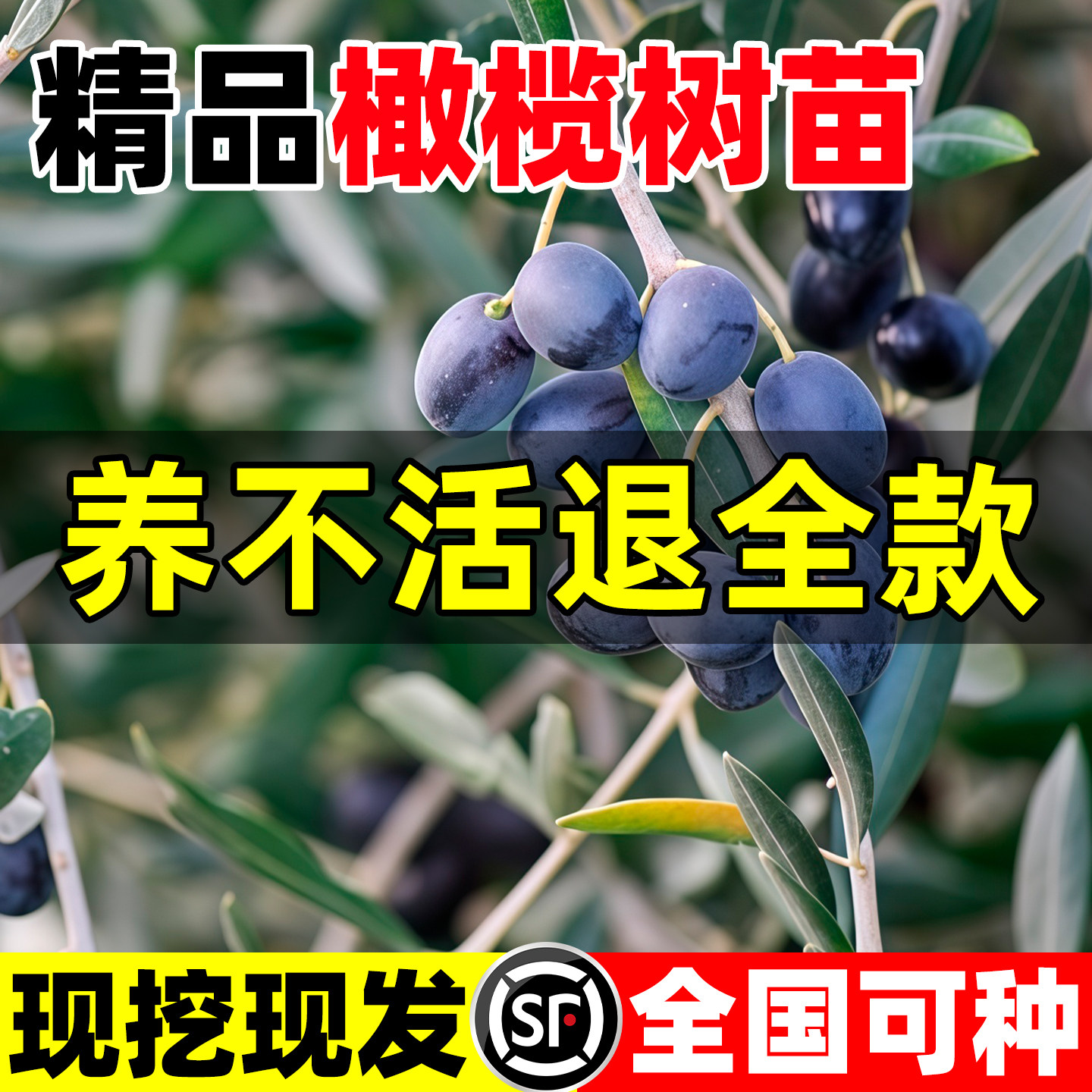 橄榄苗果树苗青橄榄树苗盆栽地栽当年结果乌榄黑橄榄嫁接苗黄橄榄