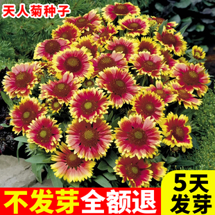 天人菊种子虎皮菊种籽四季开花多年生宿根耐寒花卉庭院阳台花种籽
