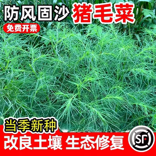 猪毛菜种子多年生防风固沙草籽耐盐耐碱野生猪毛缨扎蓬棵绿化种籽