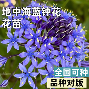 进口植物地中海蓝钟花盆栽花苗蓝宝石耐热耐寒户外花卉多年生球根