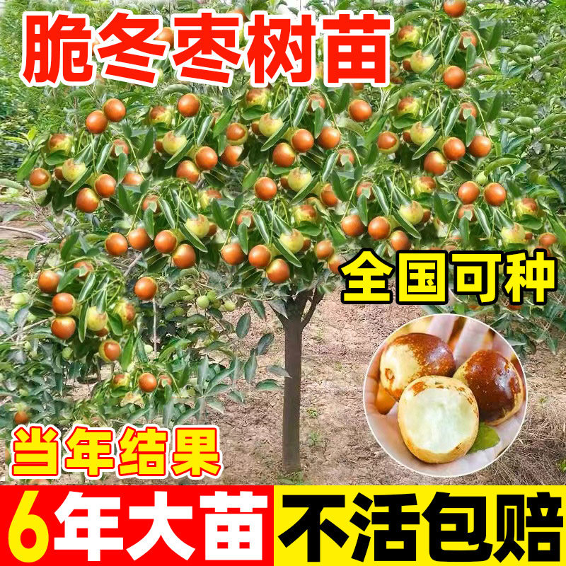 脆枣树苗果树方南嫁接冰糖枣北方带土球种植特大超甜沾化冬枣苗树