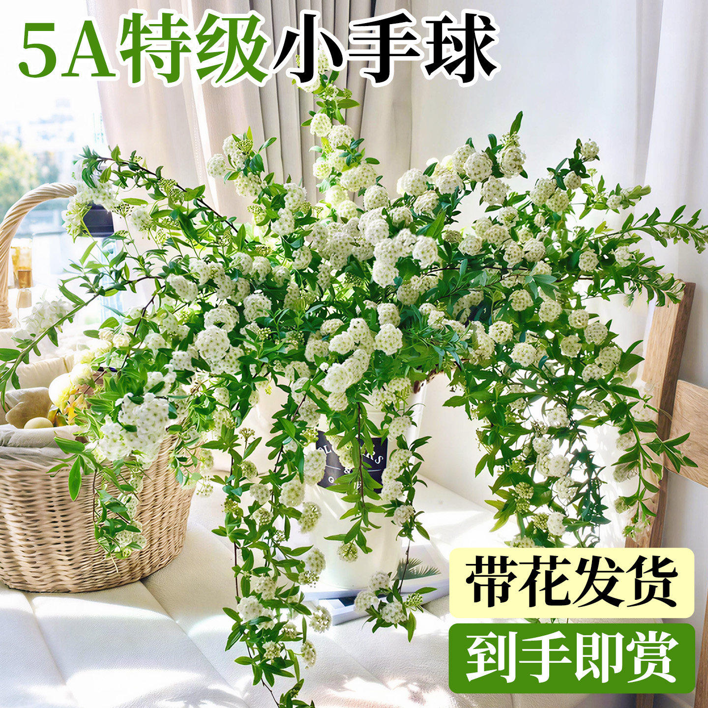 小手球鲜切花云南基地直发家用插花装饰摆件室内水培植物真花鲜花
