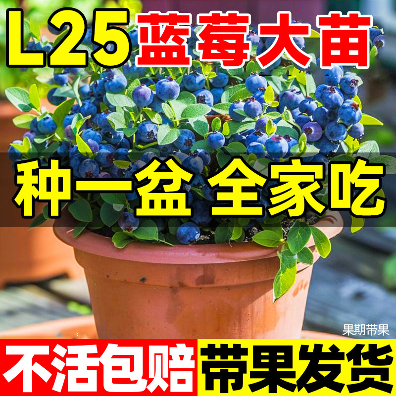 蓝莓树果苗带果带花苞花香