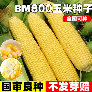 BM800玉米种子超甜特大棒鲜食水果甜玉米种籽脆甜糯玉米春季播种