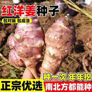红洋姜种子紫洋姜籽鬼子姜姜不辣胰岛果种苗红皮菊芋洋芋头种子孑