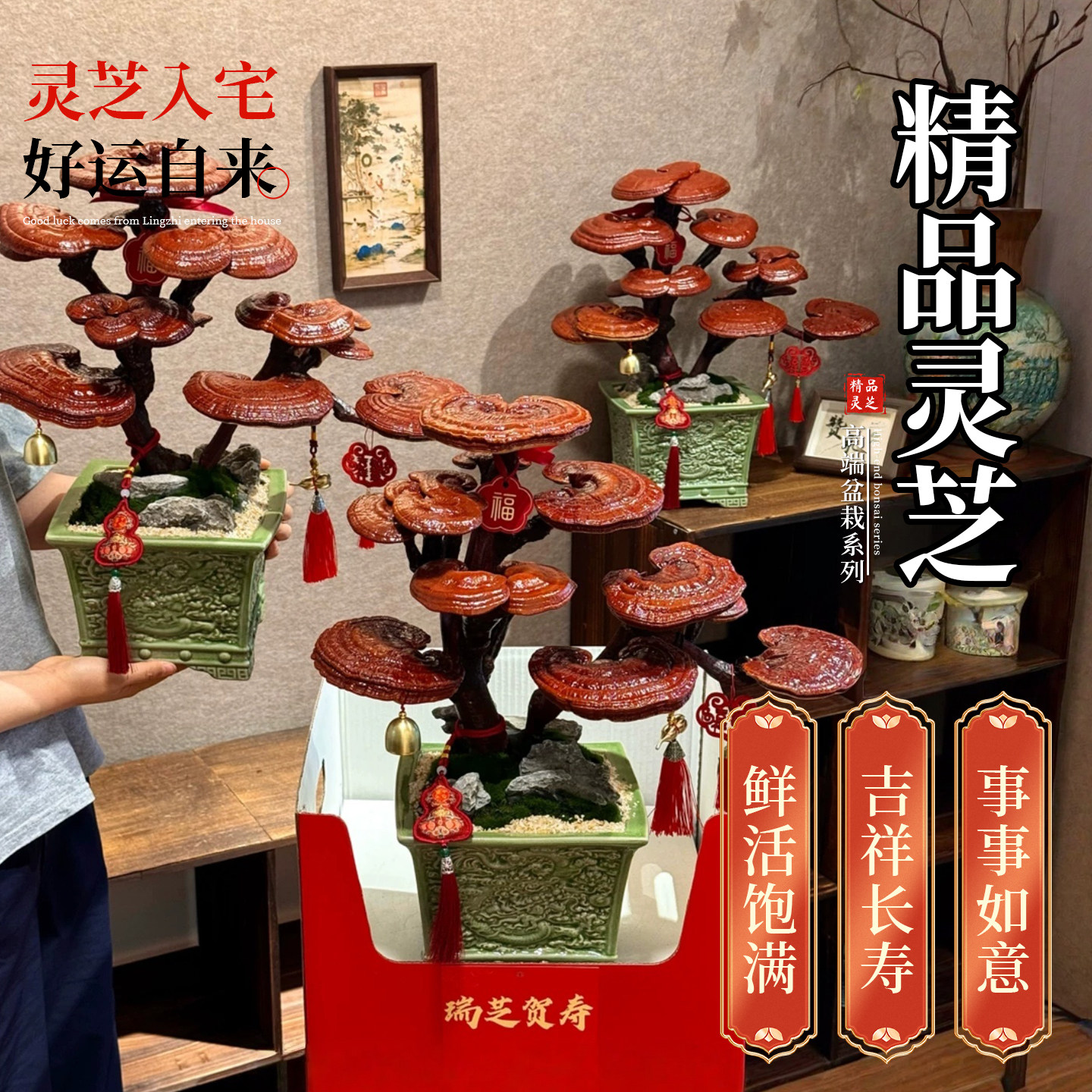 仙草灵芝|送长辈祝寿礼物送爸妈领导马年新年生日盆景好寓意贺礼