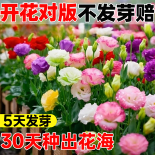 洋桔梗花种子花苗混色四季种易种室内外庭院开花种孑盆栽花卉花籽