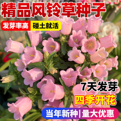 风铃草花种籽子四季播开杯
