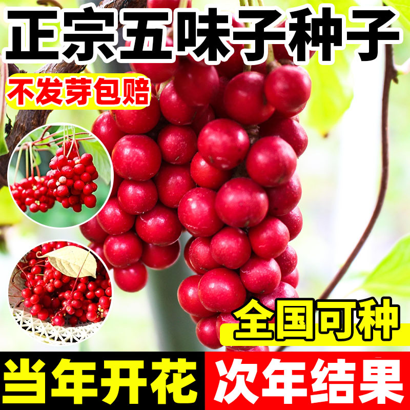 五味子种子野生北五味子四季易活