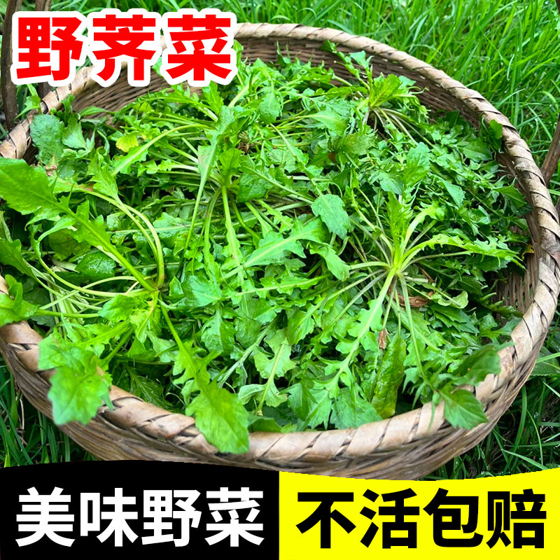 荠菜种子新鲜野生籽老品种