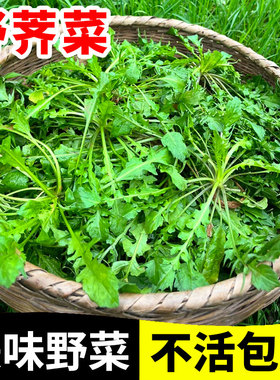 野生荠菜种子四季种植易成活荠荠菜种籽阳台庭院盆栽地载蔬菜苗秧