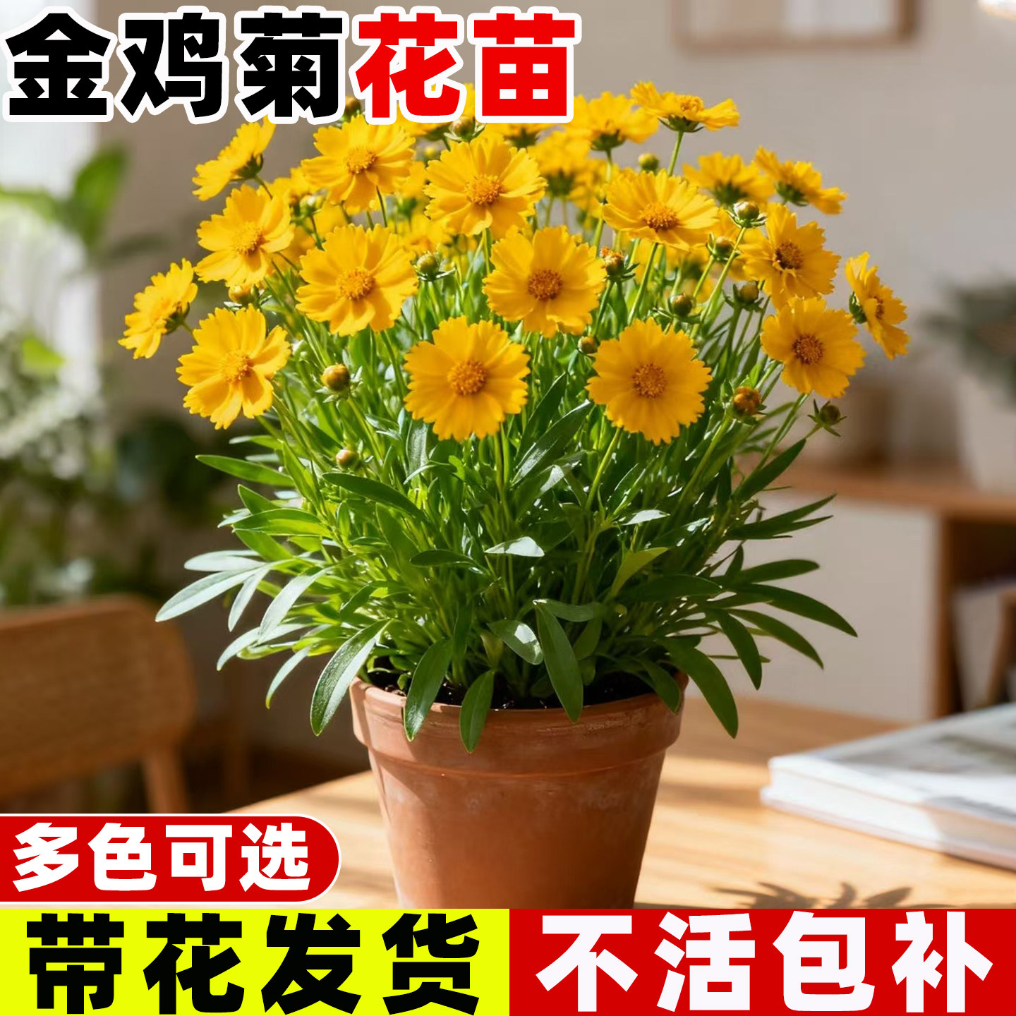 重瓣金鸡菊盆栽耐寒耐热多图片