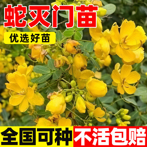 野生蛇灭门苗耐寒养生草望江南树