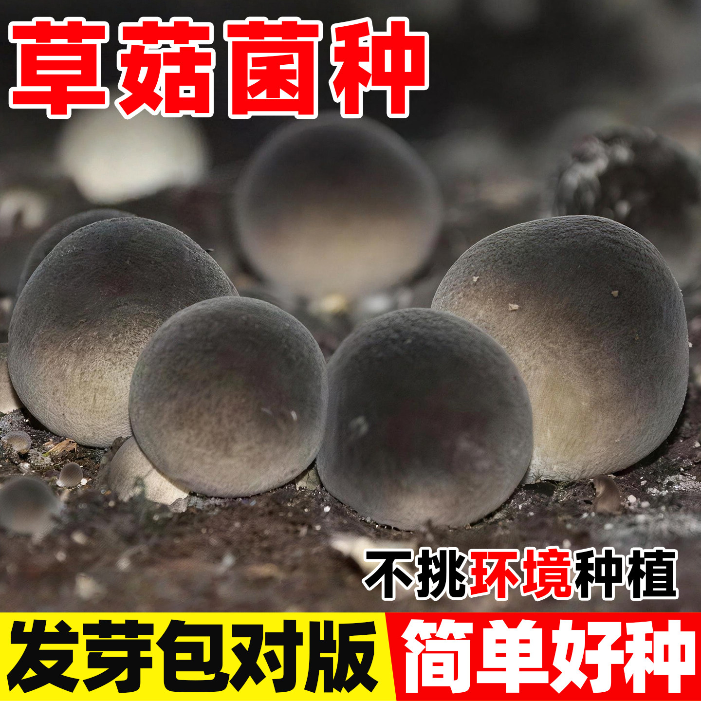 草菇菌种栽培种食用菌包蘑菇原种菌种菌棒母钟阳台家庭蘑菇种植包