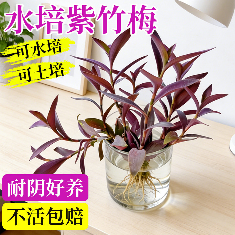 紫竹梅盆栽水培植物室内好养四季