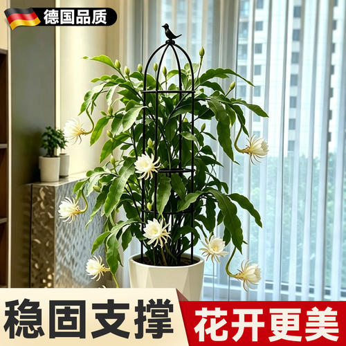 昙花专用支架爬藤花架花爬架植