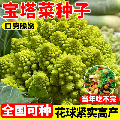 宝塔菜种子四季播花椰籽家