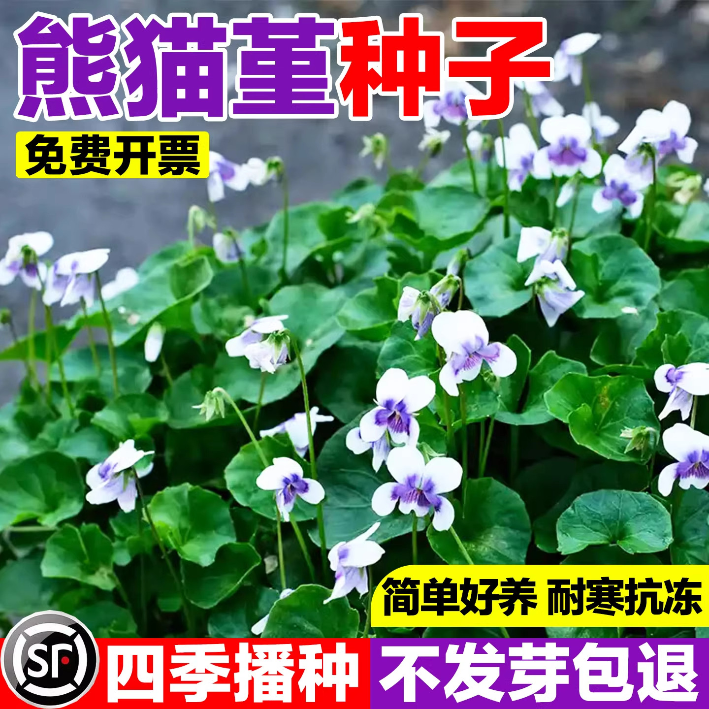 熊猫堇种子花园宿根庭院地被植物熊猫瑾花种籽四季多年生草本花卉