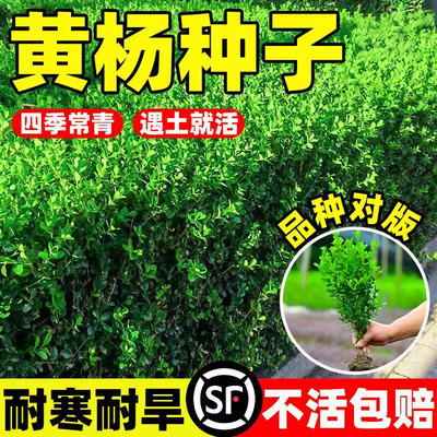 黄杨种子大小叶黄杨籽法国冬青
