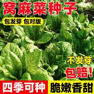 窝麻菜种籽子四季播种甜脆窝麻菜叶用莴苣麻菜种籽超好吃蔬菜种子