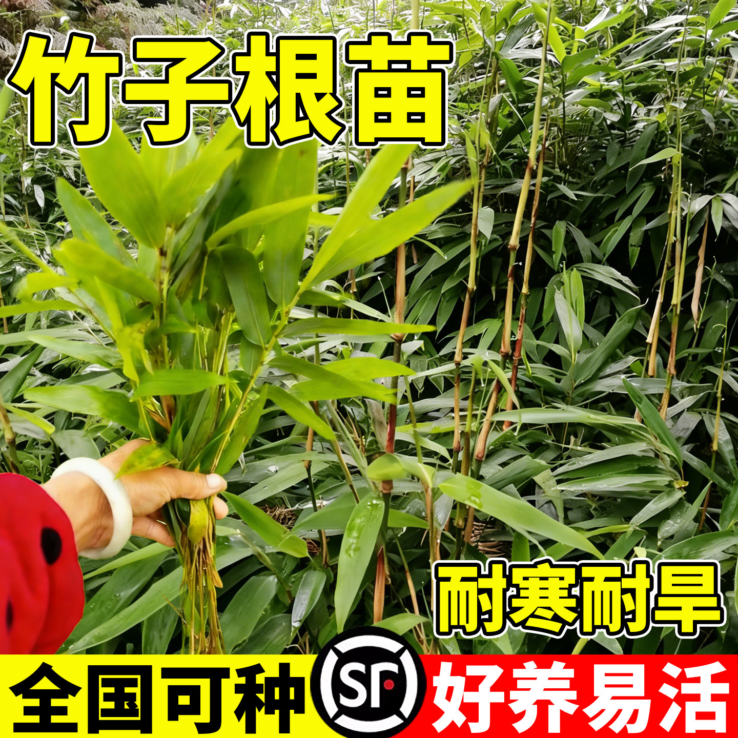 竹子根苗现挖毛竹带芽青竹根块庭院观赏紫竹黄金竹四季种耐寒耐旱