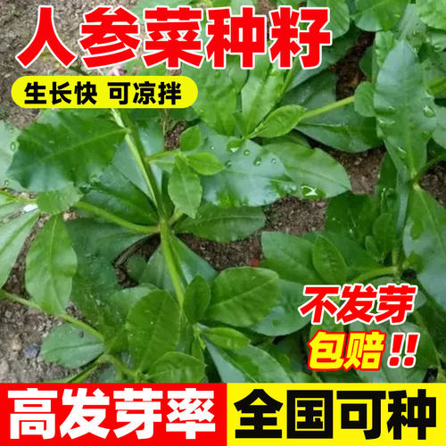 人参菜种籽四季播种易成活高丽参