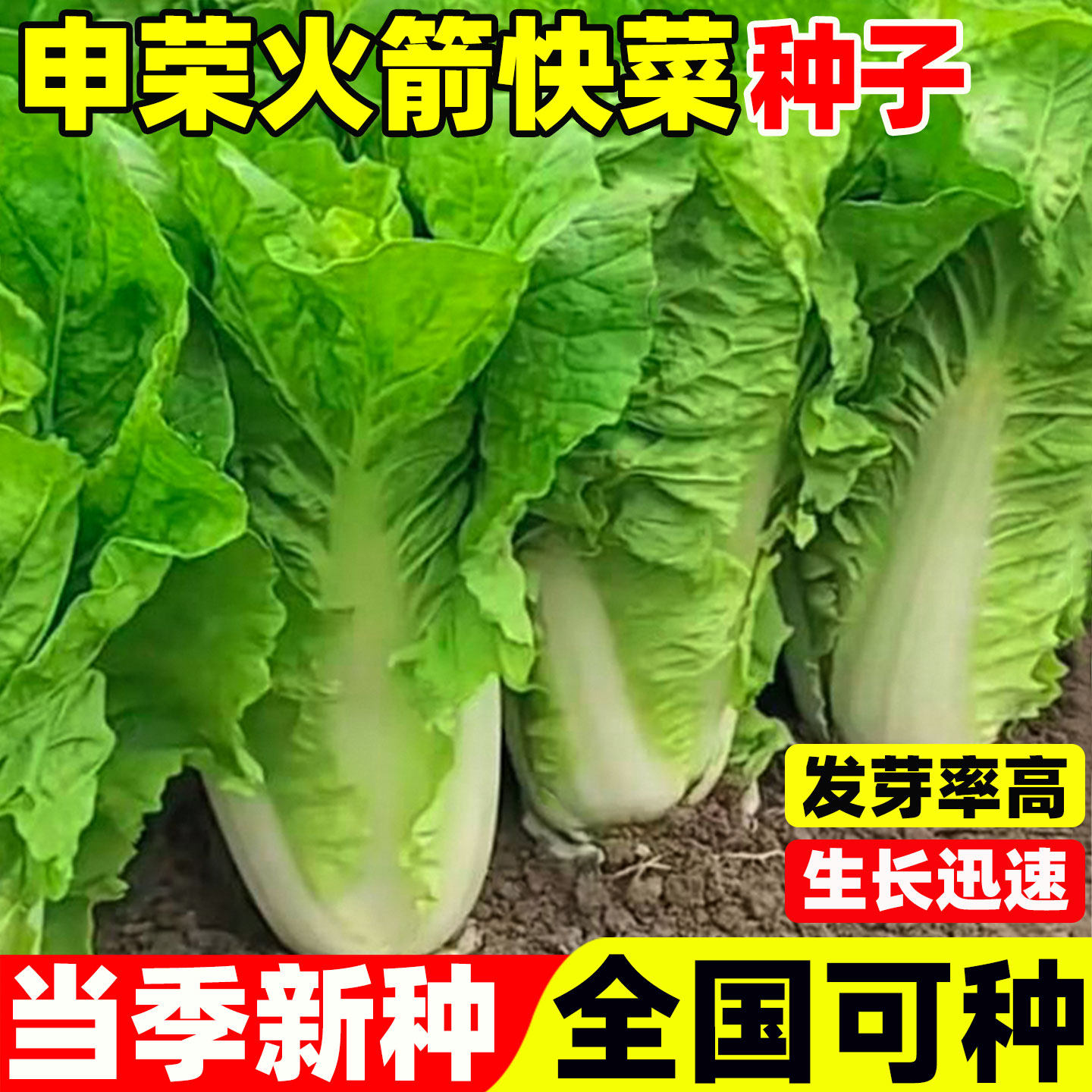 申荣火箭快菜种子蔬菜种籽孑室外阳台庭院盆栽速生高产奶油小白菜 - 实物图