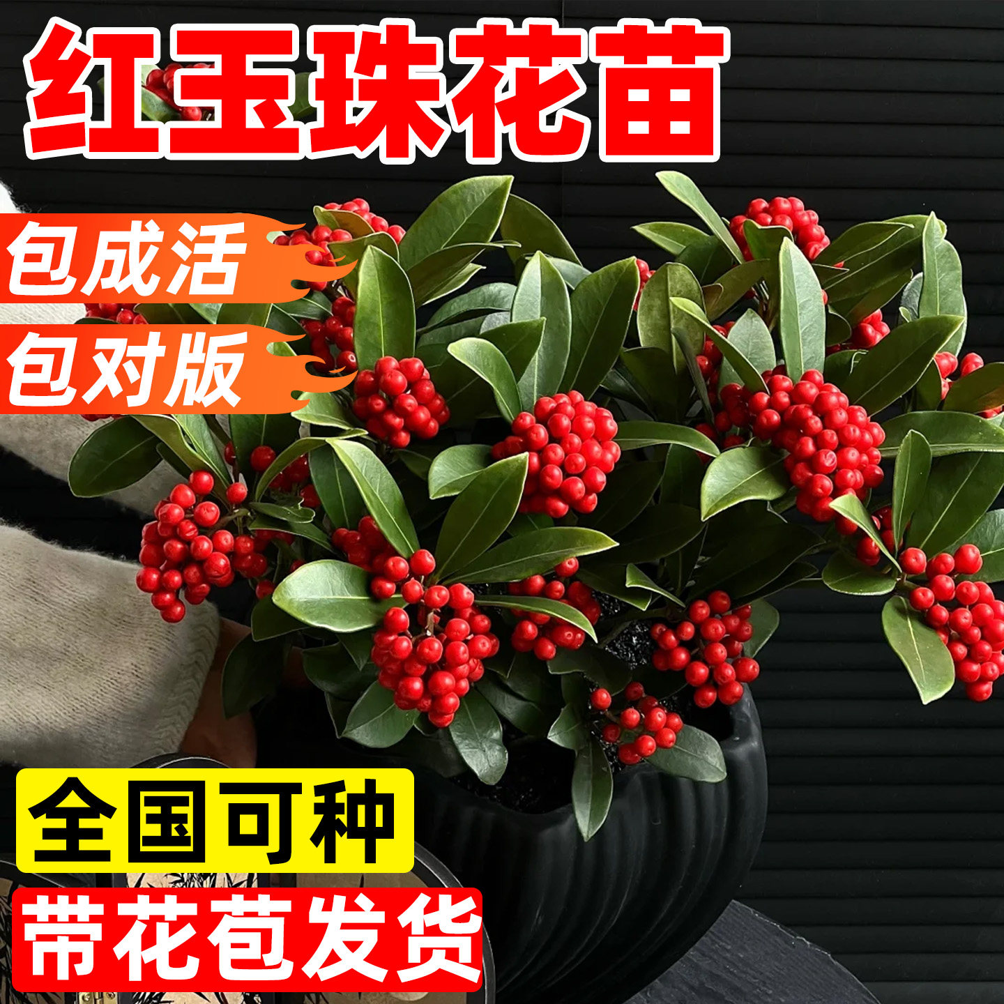 进口红玉珠紫珊瑚北美冬青年宵节