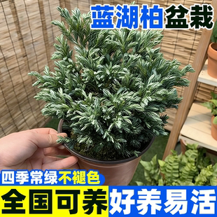 蓝湖柏盆栽蓝色波尔瓦庭院蓝冰柏树苗花镜造景绿植物耐寒四季常青