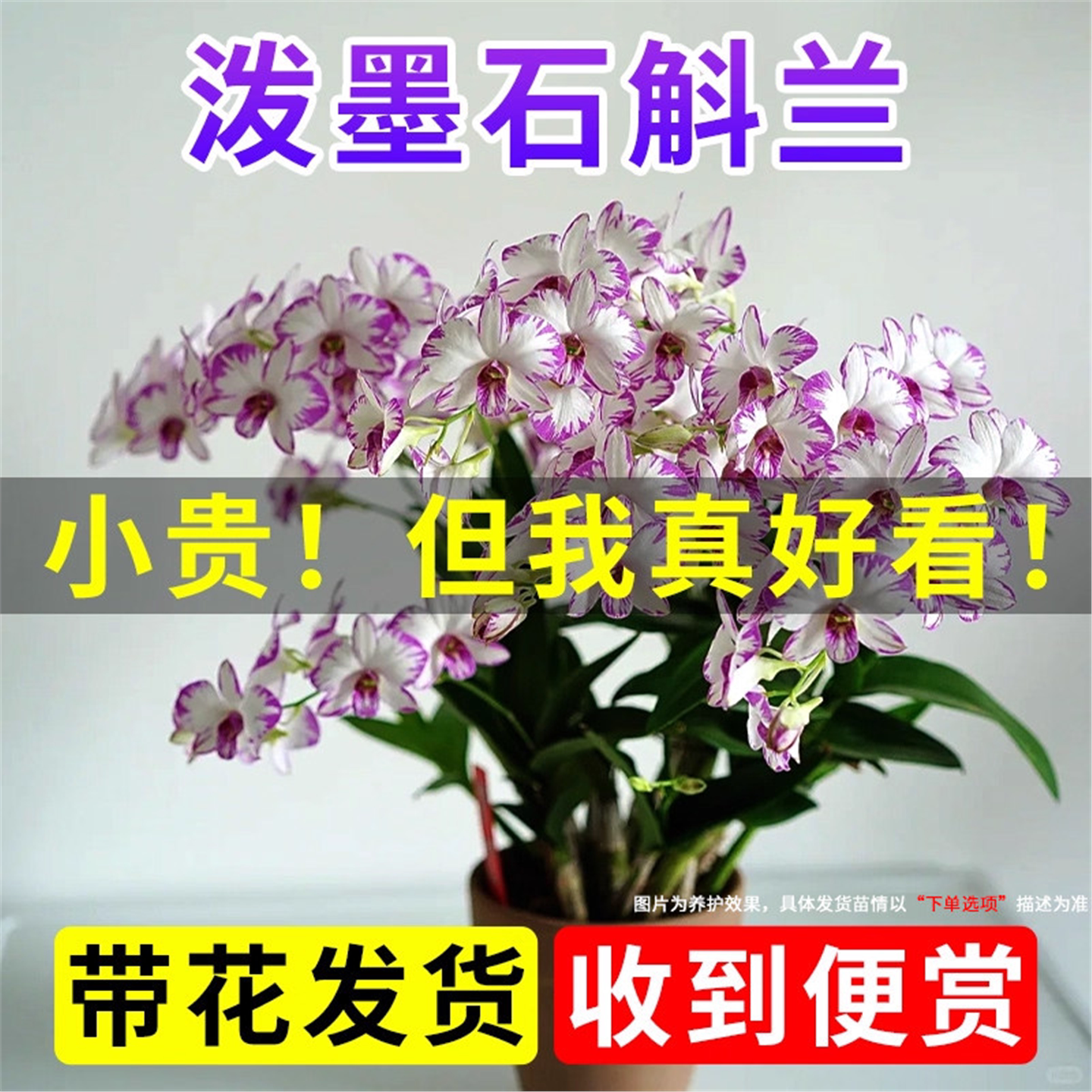 泼墨石斛兰阳台白花卉带苞图片