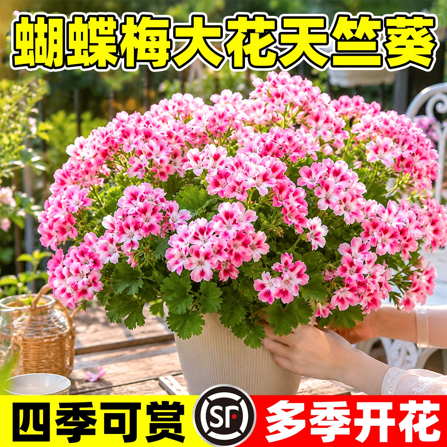蝴蝶梅大花天竺葵重瓣大花阳台室内盆栽四季开花耐寒耐热好养绿植