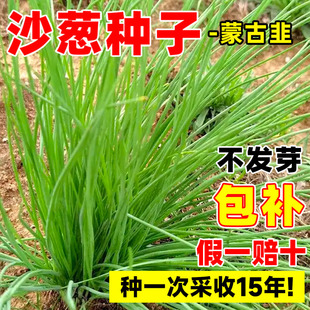 沙葱种子野生蒙古韭耐寒四季阳台小香葱盆栽种植易活沙漠沙葱种籽