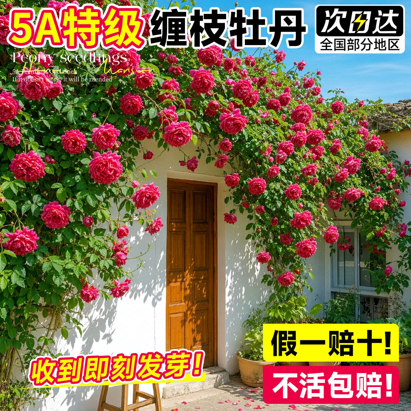缠枝牡丹花耐寒耐热多年生宿根藤蔓花根春化芽根带芽种根重瓣花苗
