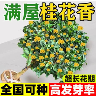 桂花种子盆栽浓香型桂花树种籽室内阳台易种绿化办公室植物花卉籽
