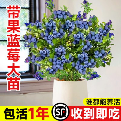 蓝莓果苗特大号盆栽l25蓝莓树