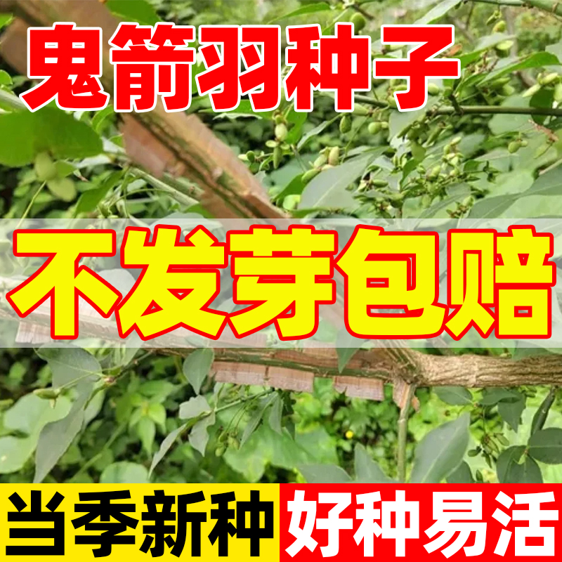 鬼箭羽树种子中草药植物四棱树山鸡条种子籽孑种苗南北方庭院种植