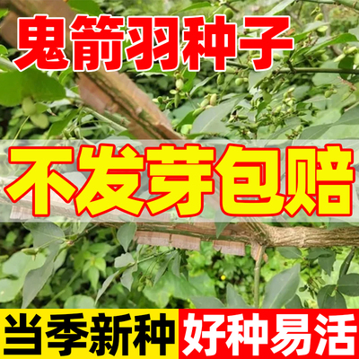 鬼箭羽树种子中草药植物四棱树