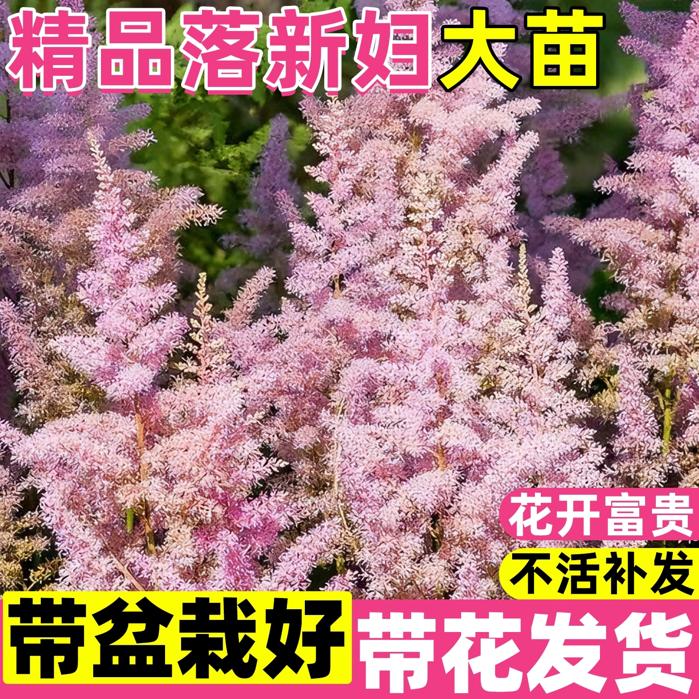 落新妇花苗盆栽室内外植物带花苞