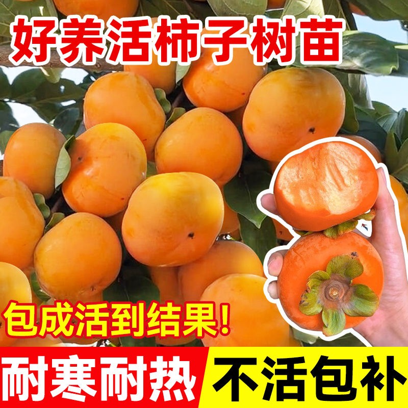 柿子树果苗脆甜柿子树庭院种植
