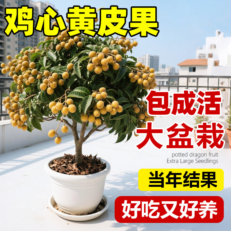 鸡心黄皮果树广西果苗纯甜正宗大苗带土带叶种植南方盆栽庭院地栽