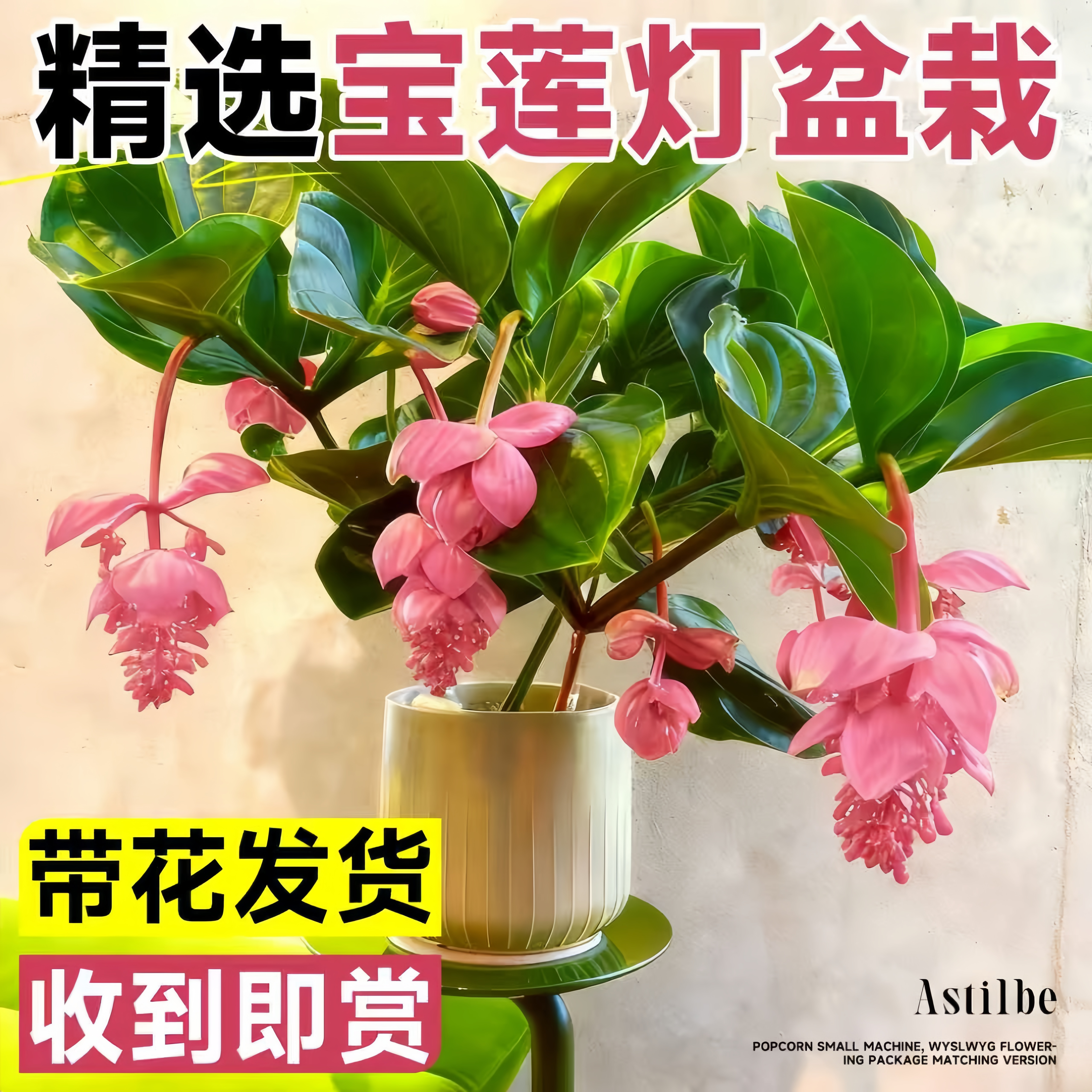 宝莲灯花苗盆栽带花苞大苗室内客