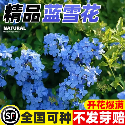 蓝雪花种子四季种植开花易活花苗