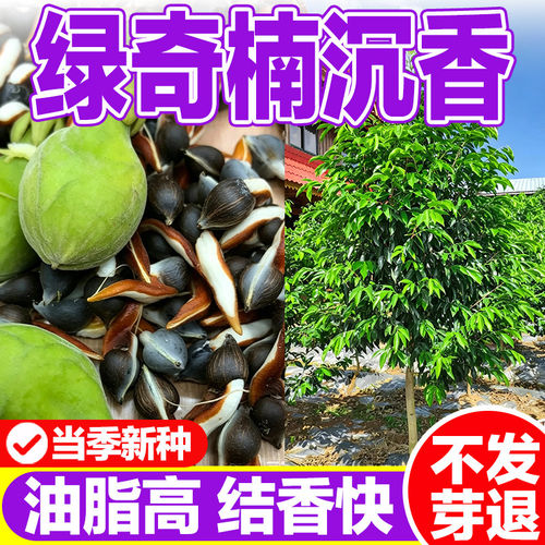 沉香种子绿奇楠种海南沉香木树苗