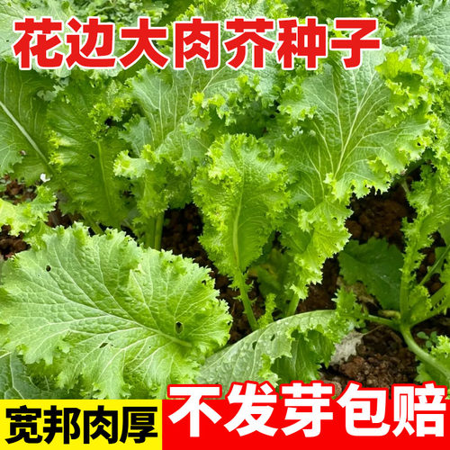 花边大肉芥种子四季种庭院阳台